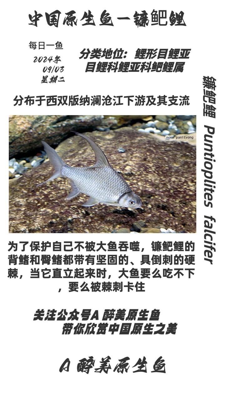鐮鲃鯉 鐮鲃鯉 龍魚論壇