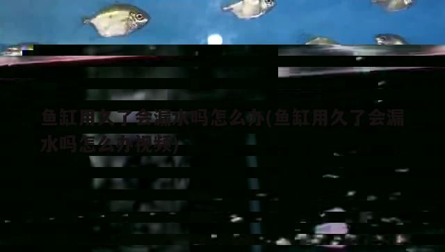新買(mǎi)的魚(yú)缸有異味(新買(mǎi)的魚(yú)缸有異味怎么辦)