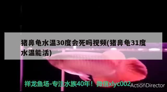 豬鼻龜水溫30度會死嗎視頻(豬鼻龜31度水溫能活)