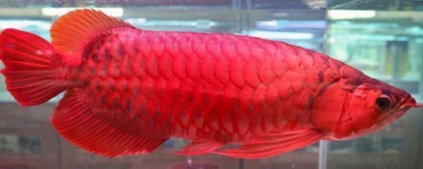 紅龍魚對(duì)水溫的要求是多少攝氏度：紅龍魚對(duì)水溫的要求