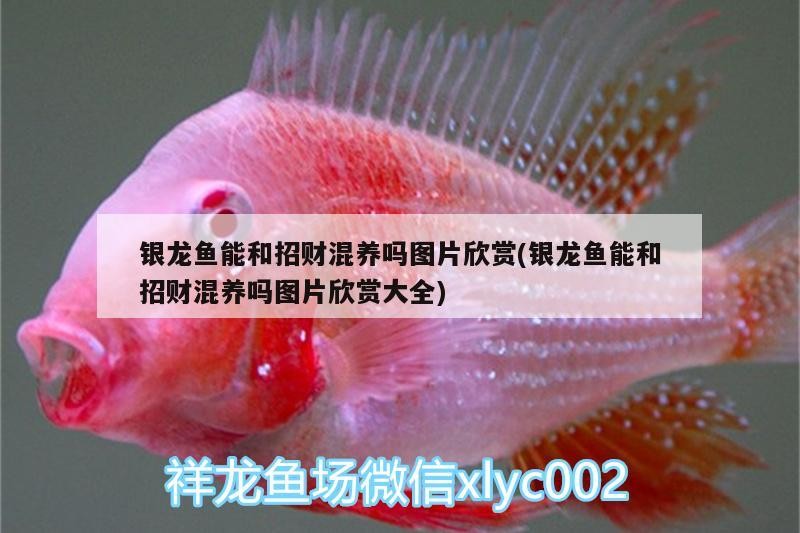 小魚缸用大過濾器好嗎，小魚缸用什么牌子的過濾器好嗎，小型魚缸用大過濾器好嗎