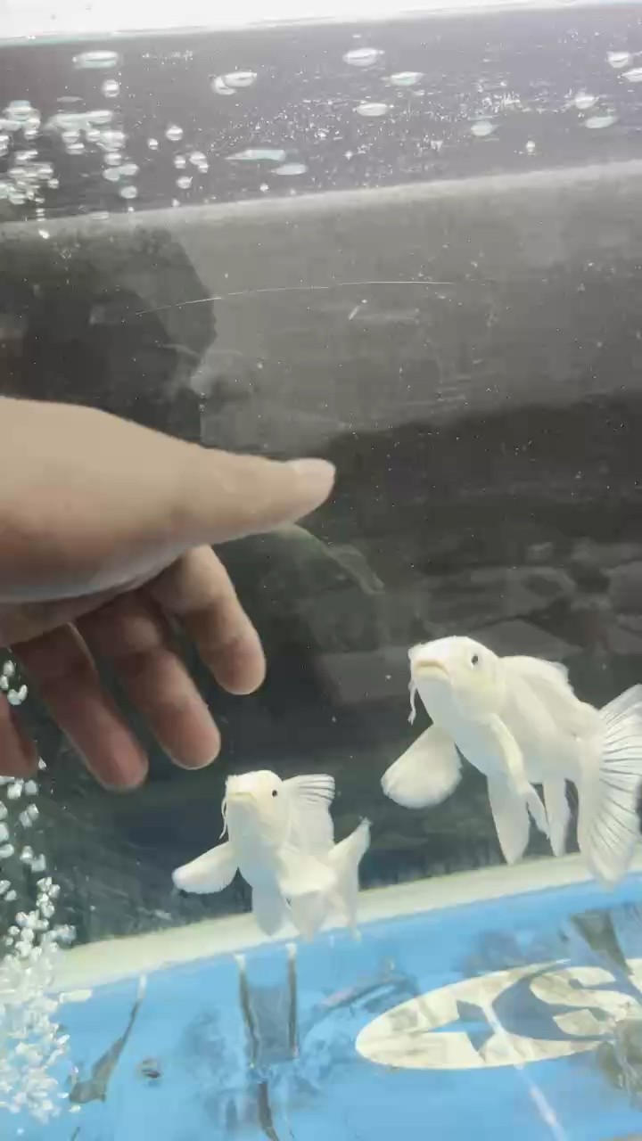 蝴蝶鯉還是鐘愛