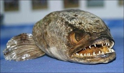 虎魚吃什么長得快一條多少錢：虎魚吃什么長得快一條多少錢一條多少錢