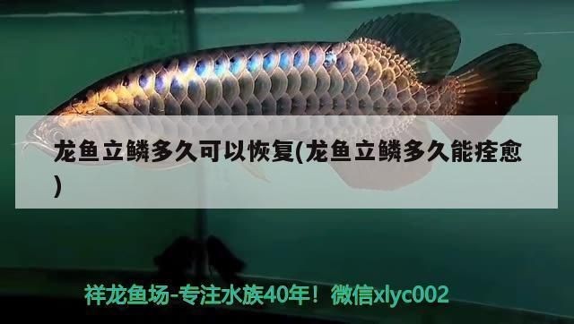 龍魚立鱗會導致趴缸嗎vs祥龍魚場：龍魚立鱗可能導致趴缸現象