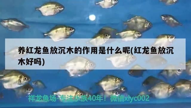 養(yǎng)紅龍魚放沉木的作用是什么：養(yǎng)紅龍魚時，放沉木有什么作用？