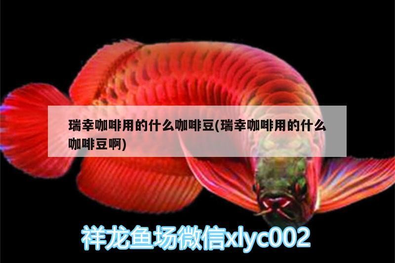 瑞幸咖啡用的什么咖啡豆(瑞幸咖啡用的什么咖啡豆啊) 瑞幸咖啡用的什么咖啡豆(瑞幸咖啡用的什么咖啡豆啊) 馬來西亞咖啡