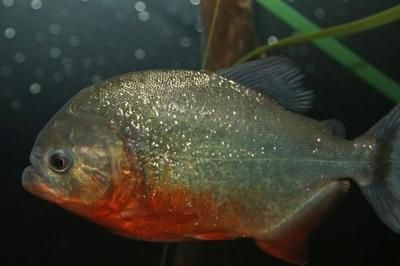 虎魚的天敵是什么：虎皮魚的天敵是什么 虎魚的天敵是什么：虎皮魚的天敵是什么 虎魚百科 第2張