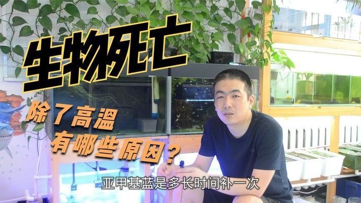 我的紅龍魚喂了一支慶大霉素死了vs祥龍魚場：慶大霉素治療魚病的正確使用方法