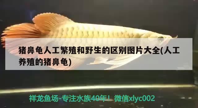 金龍魚壁紙有哪些風格，現代簡約風格金龍魚壁紙 金龍魚壁紙有哪些風格，現代簡約風格金龍魚壁紙 龍魚百科 第1張