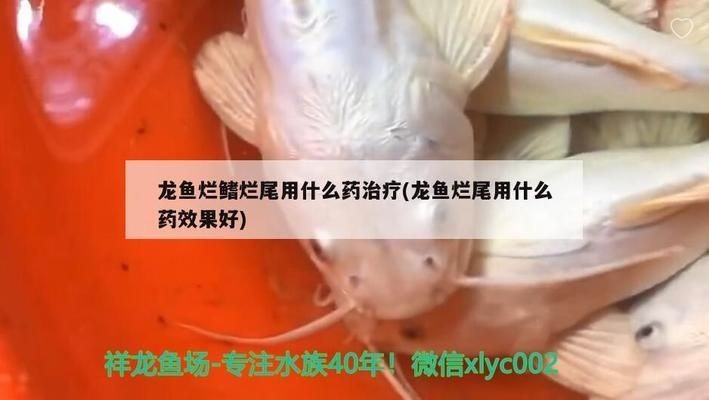 龍魚鰭爛了怎么治療vs祥龍魚場：龍魚鰭爛了怎么治療