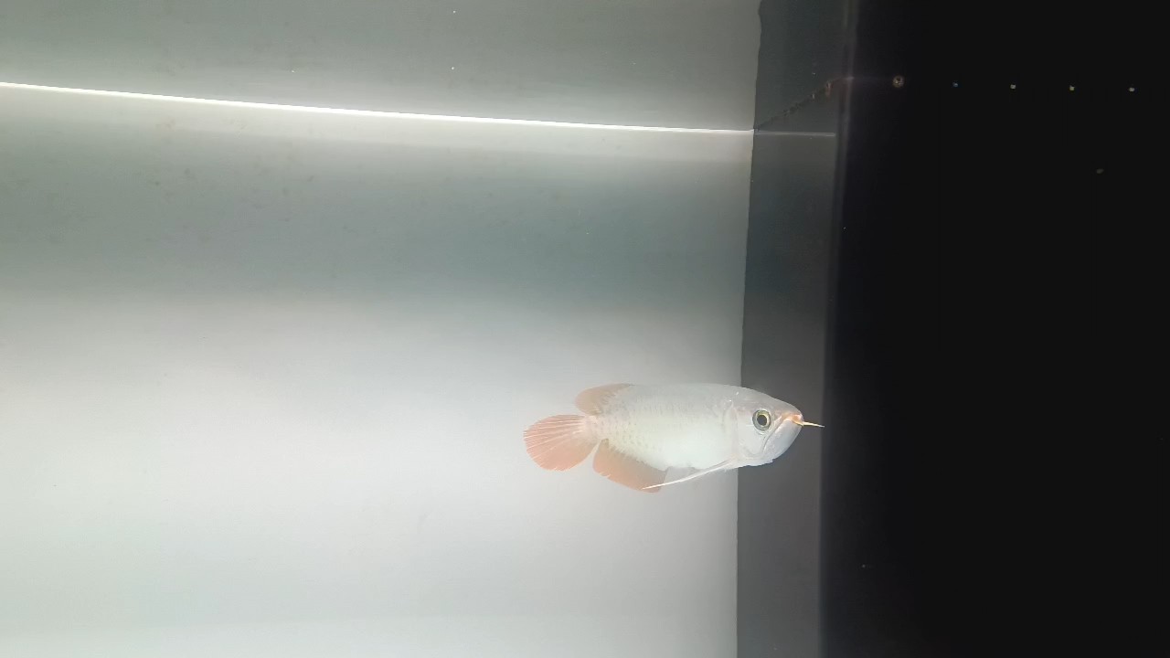 建個檔 建個檔 龍魚論壇
