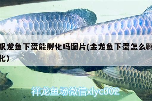 魚缸用增氧泵價(jià)格是多少:魚缸增氧機(jī)-xtrac增氧機(jī)-xtrac增氧機(jī) 銀龍魚下蛋能孵化嗎圖片(金龍魚下蛋怎么孵化) 銀龍魚百科 銀龍魚下蛋能孵化嗎圖片(金龍魚下蛋怎么孵化) 銀龍魚下蛋能孵化嗎圖片(金龍魚下蛋怎么孵化) 銀龍魚百科