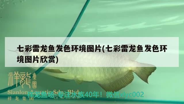 七彩雷龍魚發色環境圖片(七彩雷龍魚發色環境圖片欣賞)