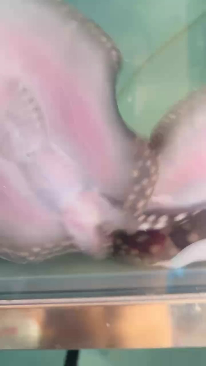 自家繁殖 自家繁殖 龍魚論壇