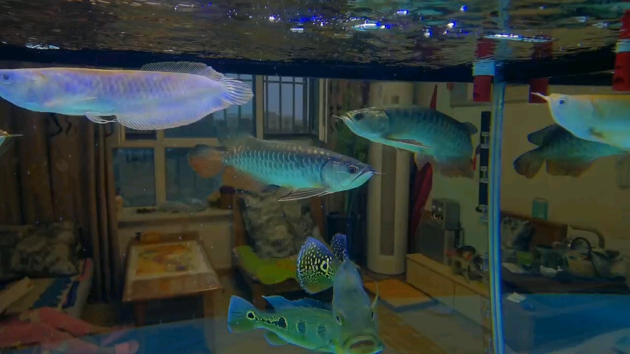 兜嘴了[aoman] 兜嘴了[aoman] 龍魚論壇