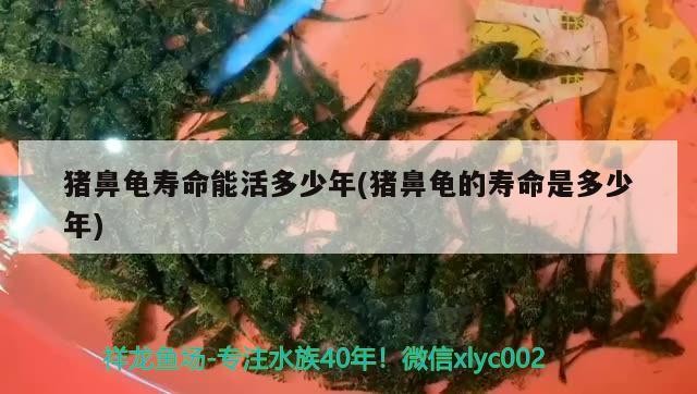 豬鼻龜壽命能活多少年(豬鼻龜的壽命是多少年)