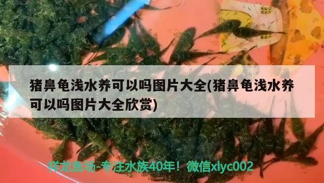 豬鼻龜淺水養可以嗎圖片大全(豬鼻龜淺水養可以嗎圖片大全欣賞)