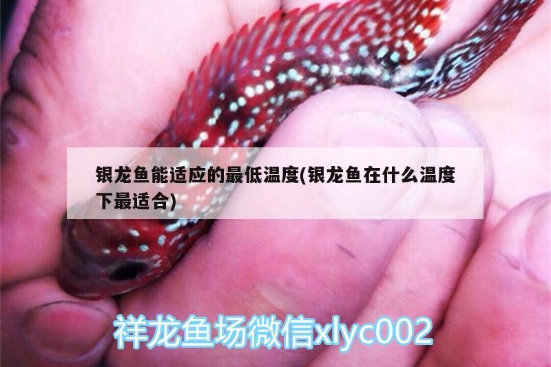 銀龍魚能適應(yīng)的最低溫度(銀龍魚在什么溫度下最適合)