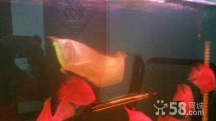 綏化龍魚vs祥龍魚場（綏化觀賞魚市場與祥龍魚場的區別） 綏化龍魚vs祥龍魚場（綏化觀賞魚市場與祥龍魚場的區別） 全國水族館企業名錄 第3張
