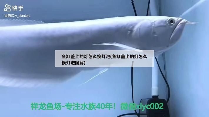 紅龍魚魚缸燈怎么換燈泡：如何更換紅龍魚魚缸燈 紅龍魚魚缸燈怎么換燈泡：如何更換紅龍魚魚缸燈 紅龍魚百科 第2張