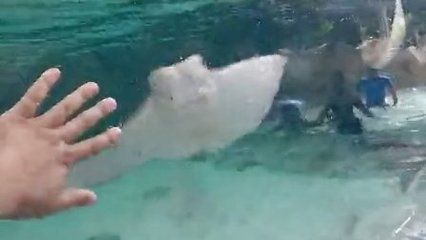 魟魚在水面上游什么意思啊視頻教學：“魟魚在水面上游什么意思啊視頻教學”視頻教學