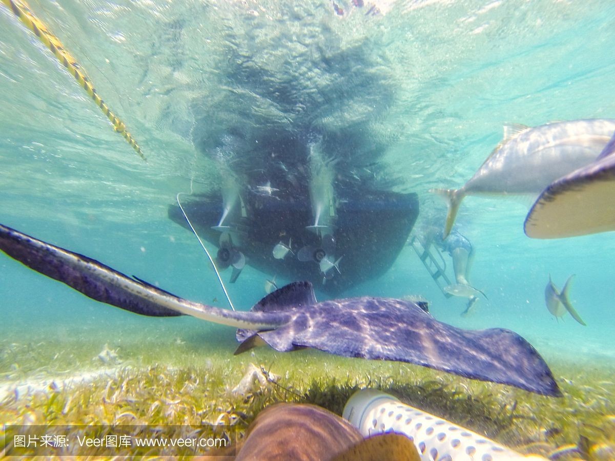 魟魚在水面上游什么意思啊視頻教學：“魟魚在水面上游什么意思啊視頻教學”視頻教學