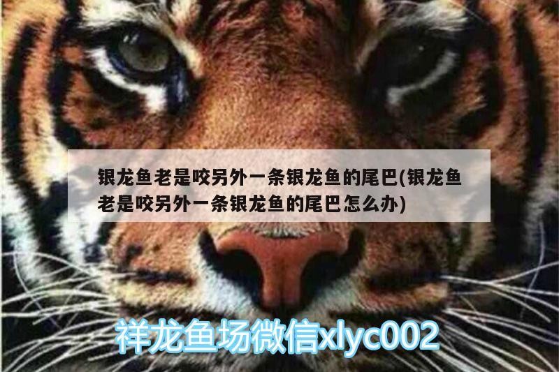 銀龍魚老是咬另外一條銀龍魚的尾巴(銀龍魚老是咬另外一條銀龍魚的尾巴怎么辦) 銀龍魚老是咬另外一條銀龍魚的尾巴(銀龍魚老是咬另外一條銀龍魚的尾巴怎么辦) 銀龍魚百科