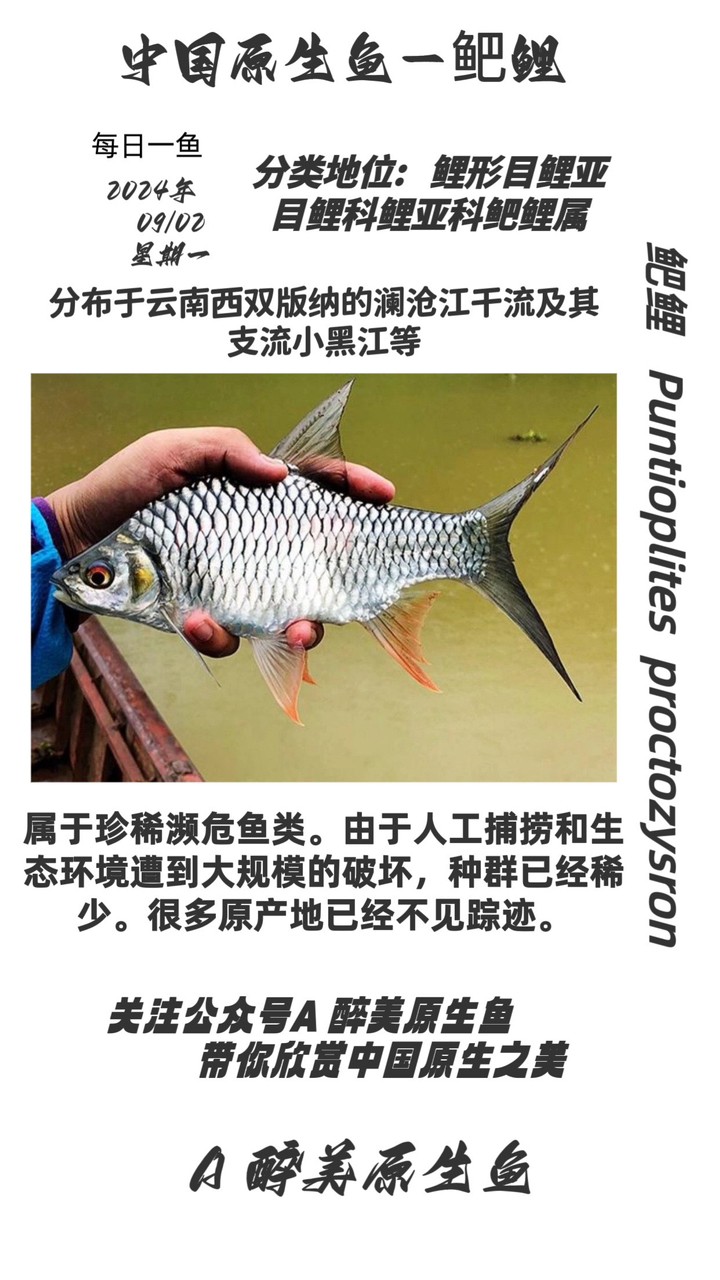 鲃鯉