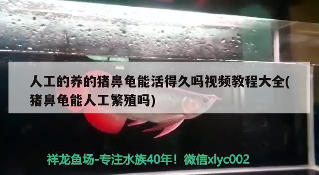 人工的養的豬鼻龜能活得久嗎視頻教程大全(豬鼻龜能人工繁殖嗎) 人工的養的豬鼻龜能活得久嗎視頻教程大全(豬鼻龜能人工繁殖嗎) 豬鼻龜百科