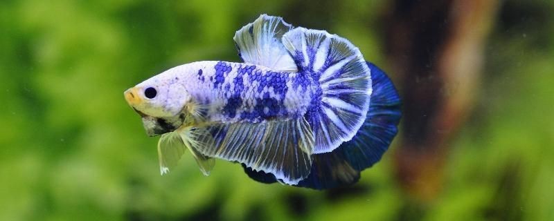 泰國虎魚適合的溫度和濕度：泰國虎魚的適宜溫度