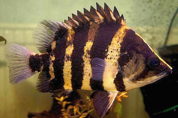 泰國虎魚適合的溫度和濕度：泰國虎魚的適宜溫度