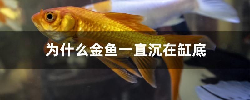 為什么金魚一直沉在缸底 全國(guó)水族館企業(yè)名錄 第1張 為什么金魚一直沉在缸底 為什么金魚一直沉在缸底 全國(guó)水族館企業(yè)名錄 第1張
