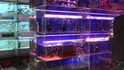 2024廣州寵物水族展覽：2024廣州寵物水族展覽會