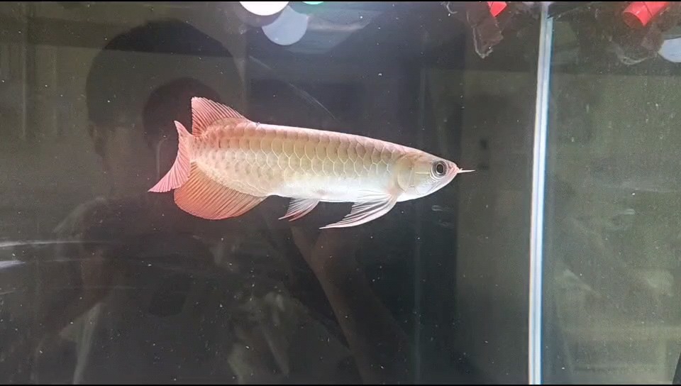 新入缸小龍魚，能算上中品嗎