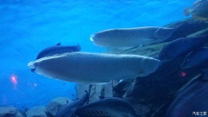 煙臺龍魚vs祥龍魚場(探討煙臺龍魚與祥龍魚場的區別) 全國水族館企業名錄 第3張 煙臺龍魚vs祥龍魚場(探討煙臺龍魚與祥龍魚場的區別) 煙臺龍魚vs祥龍魚場(探討煙臺龍魚與祥龍魚場的區別) 全國水族館企業名錄 第3張