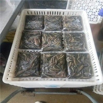 煙臺龍魚vs祥龍魚場(探討煙臺龍魚與祥龍魚場的區別) 全國水族館企業名錄 第6張 煙臺龍魚vs祥龍魚場(探討煙臺龍魚與祥龍魚場的區別) 煙臺龍魚vs祥龍魚場(探討煙臺龍魚與祥龍魚場的區別) 全國水族館企業名錄 第6張