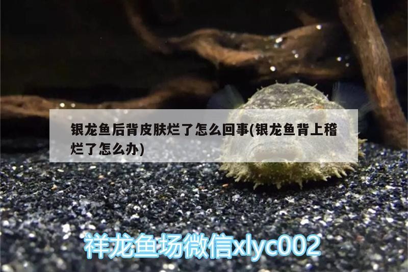 銀龍魚后背皮膚爛了怎么回事(銀龍魚背上稽爛了怎么辦)