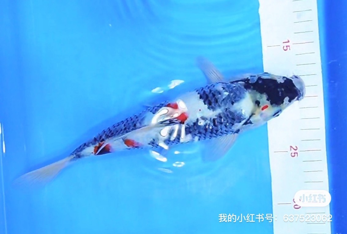 第一次買錦鯉，昭和嗎？