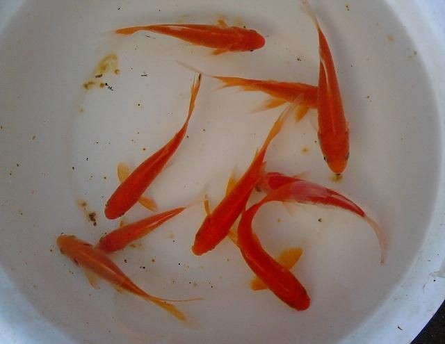如何判斷魟魚飽腹感：判斷魟魚是否飽腹可以通過觀察其行為和生理狀態來進行