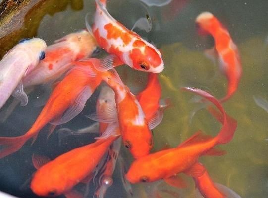 如何判斷魟魚飽腹感：判斷魟魚是否飽腹可以通過觀察其行為和生理狀態來進行