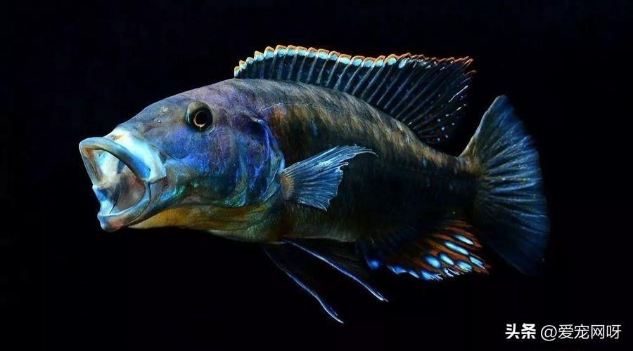 黑色觀賞魚種類（黑色觀賞魚的種類與分布觀賞魚的種類與分布觀賞魚的飼養技巧）