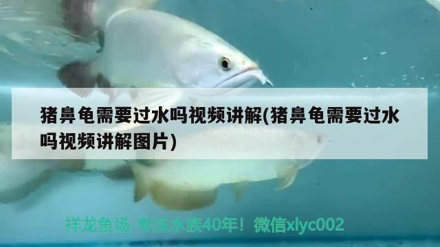 豬鼻龜需要過(guò)水嗎視頻講解(豬鼻龜需要過(guò)水嗎視頻講解圖片)