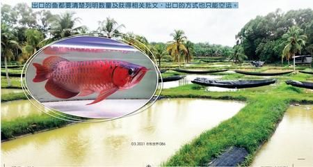 桂林龍魚vs祥龍魚場（桂林龍魚和祥龍魚場是一種特定的龍魚品種和養殖和銷售場所） 桂林龍魚vs祥龍魚場（桂林龍魚和祥龍魚場是一種特定的龍魚品種和養殖和銷售場所） 全國水族館企業名錄 第6張
