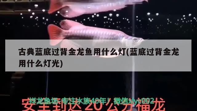 古典藍(lán)底過背金龍魚用什么燈(藍(lán)底過背金龍用什么燈光)
