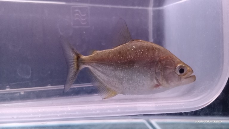 小不點[cahan] 小不點[cahan] 龍魚論壇 第1張