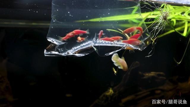 魚缸潛水泵常開好還是定時好