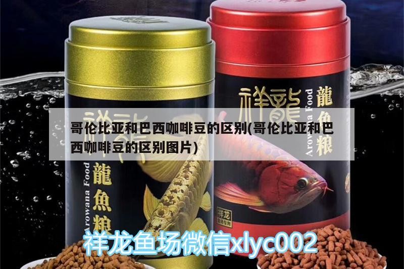 哥倫比亞和巴西咖啡豆的區別(哥倫比亞和巴西咖啡豆的區別圖片)