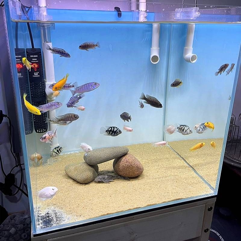 紅龍魚(yú)缸底色發(fā)白：紅龍魚(yú)缸底色發(fā)白詳情分析紅龍魚(yú)缸底色發(fā)白的因素