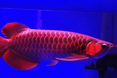 紅龍魚水霉病怎么治療:紅龍魚水霉病治療需要綜合運用換水、藥浴、藥浴治療 紅龍魚百科 第5張 紅龍魚水霉病怎么治療:紅龍魚水霉病治療需要綜合運用換水、藥浴、藥浴治療 紅龍魚水霉病怎么治療:紅龍魚水霉病治療需要綜合運用換水、藥浴、藥浴治療 紅龍魚百科 第5張