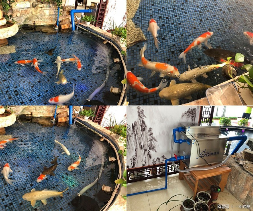 60寬的魚缸能養到多大錦鯉：錦鯉養殖方法龍其體型較大的魚缸養殖方法龍其體型較大